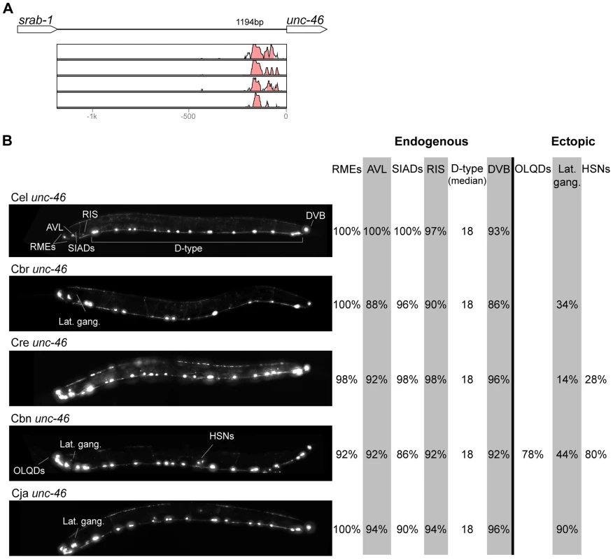 Functional conservation and divergence of <i>unc-46</i> regulation.