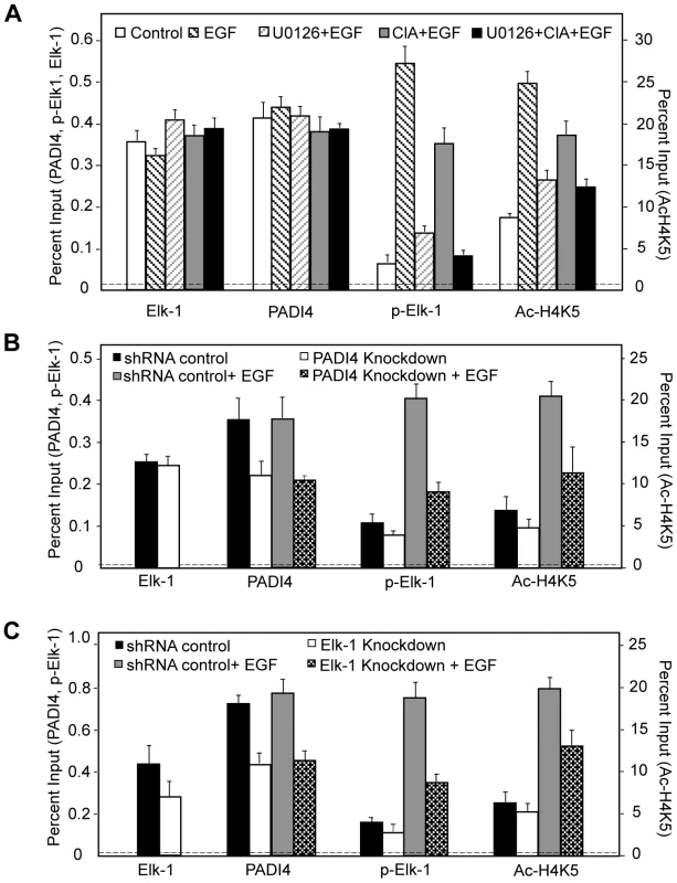 PADI4 enzymatic activity facilitates <i>c-Fos</i> transcription via regulation of Elk-1 phosphorylation and/or HAT-mediated histone acetylation.