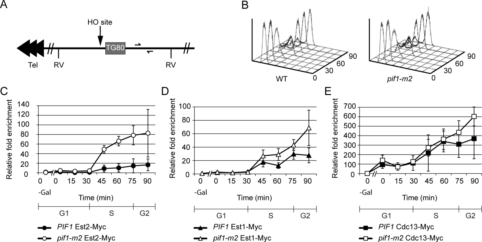 Telomerase, but not Cdc13, association is increased at a double strand break in <i>pif1-m2</i> cells.