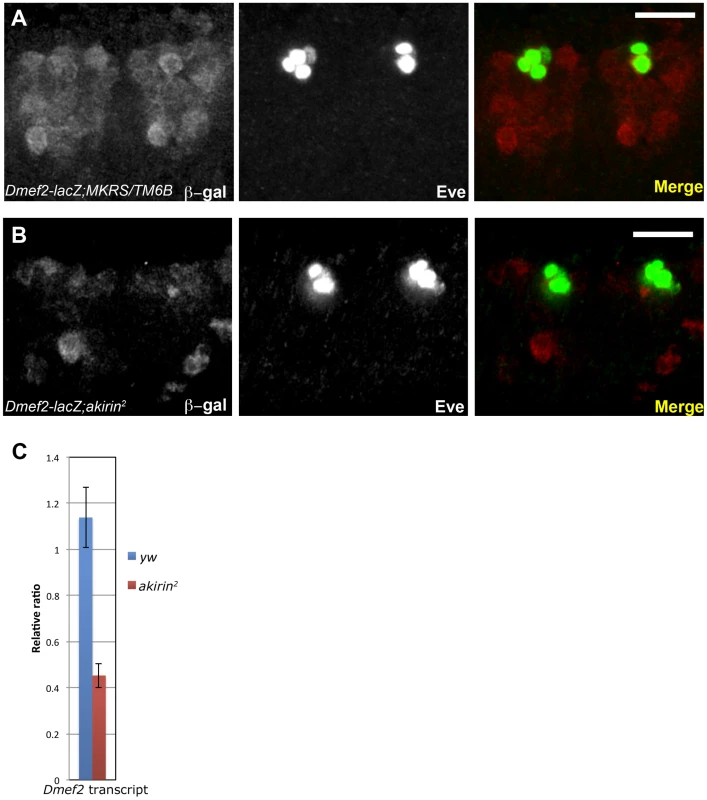 <i>Dmef2</i> enhancer activity is reduced in <i>akirin</i> mutants.