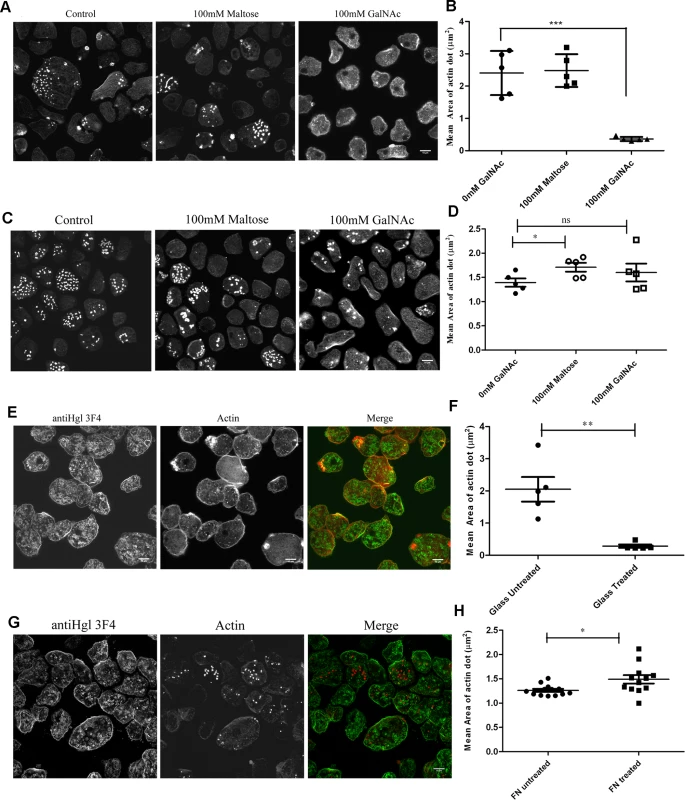 Gal/GalNAc lectin complex inhibits actin dot formation in Rab21CA.