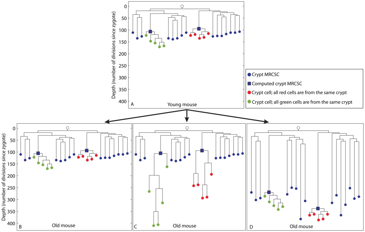 Hypothetical scenarios for intestinal stem cell dynamics.