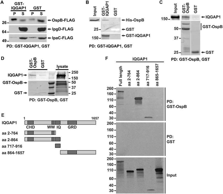 OspB and IQGAP1 reciprocally co-precipitate.