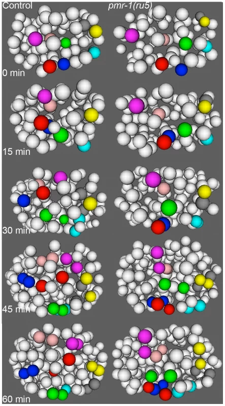 Cell migration defects in the anterior-most cells of <i>pmr-1(ru5)</i> embryos at 25°C.