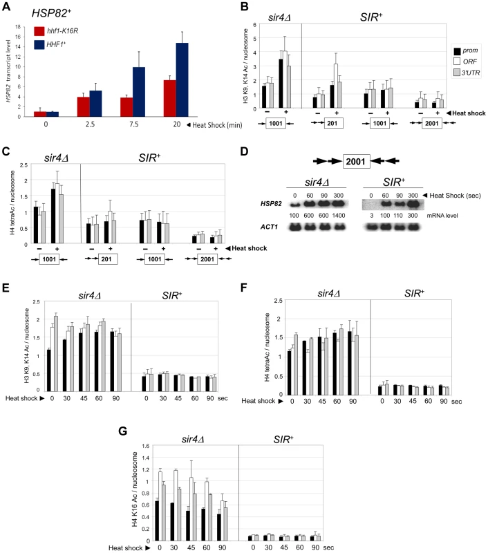 Heterochromatic gene activation occurs in the context of negligible H3 and H4 acetylation.