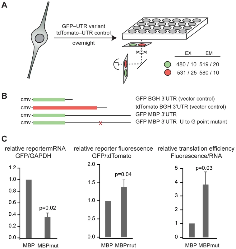 The QSBE is a regulatory element in the <i>Mbp</i> 3′ UTR.