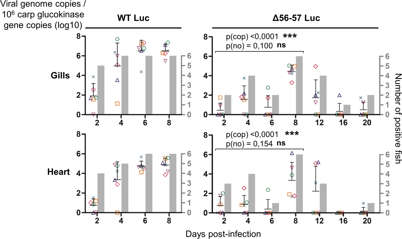 Effect of the double ORF56-57 deletion on viral tropism according to qPCR analysis.