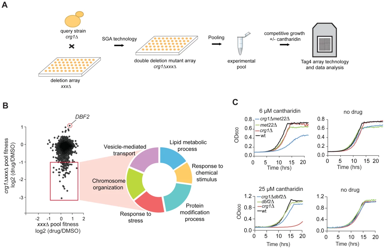 Characterization of cantharidin-specific genetic interactome of <i>CRG1</i>.
