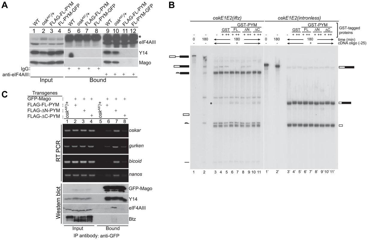 Ectopic <i>Dm</i>PYM disassembles EJC on the mRNAs.