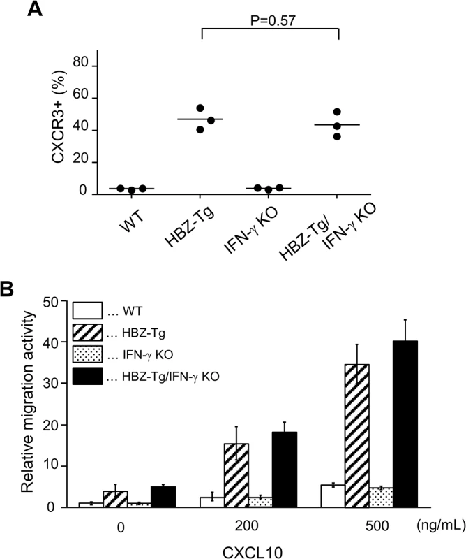 Expression and function of CXCR3 on CD4<sup>+</sup> T cells in HBZ-Tg and HBZ-Tg/IFN-γ KO mice.
