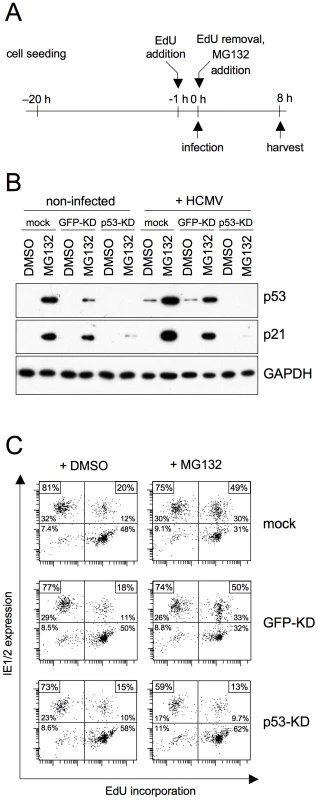 The positive effect of proteasome inhibition on MIE gene expression in S/G2 is mediated by p53 stabilization.