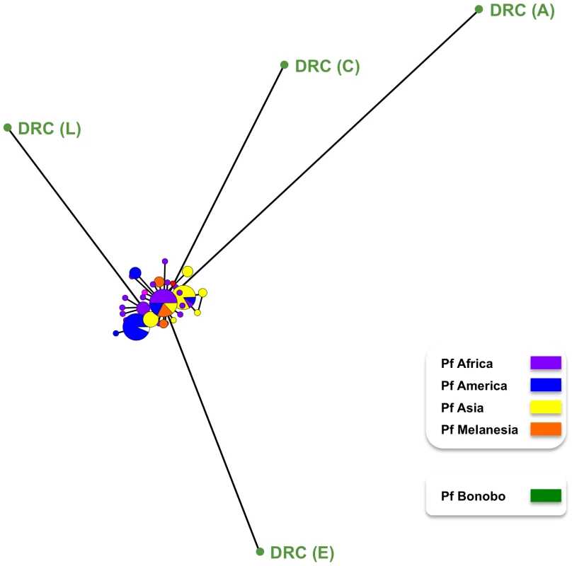 Mitochondrial haplotype map for <i>P. falciparum</i> populations found in humans and in bonobos.