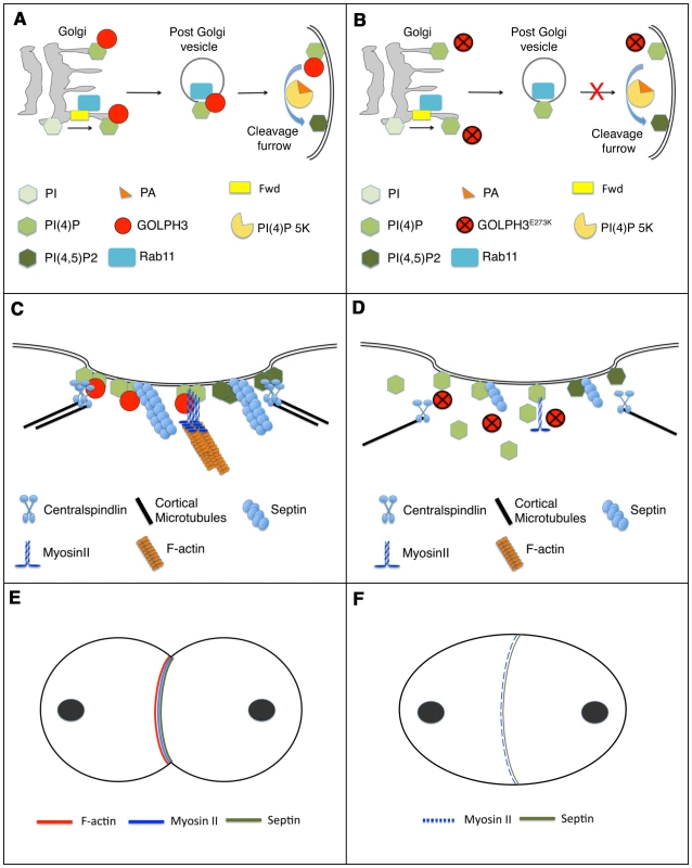 Diagram illustrating how GOLPH3 function might be involved in cytokinesis.