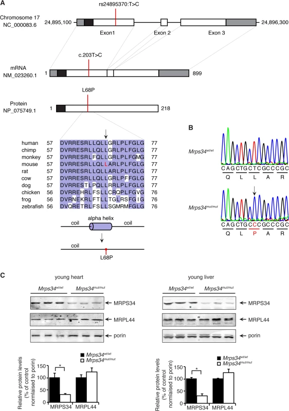 A homozygous point mutation in the <i>Mrps34</i> gene causes a decrease in the MRPS34 protein.