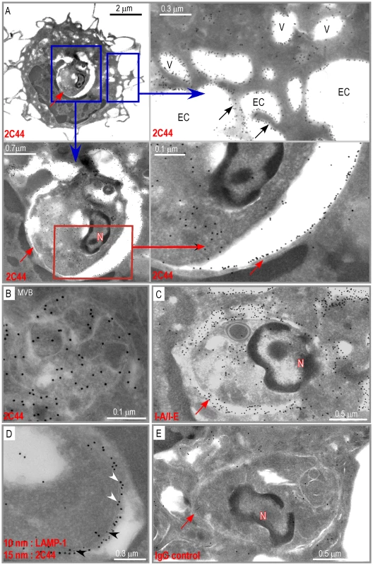 Distribution of I-A<sup>d</sup>/LACK complexes in intracellular DC compartments.