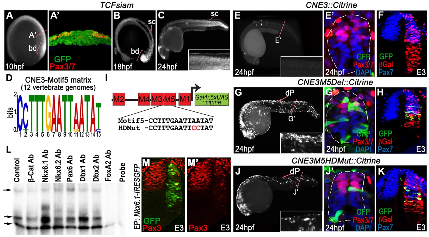 CNE3 balances transcriptional activation and repression to establish the Pax3 expression domain.