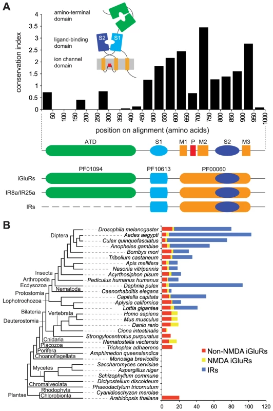A broad phylogenetic survey of iGluR and IR genes.