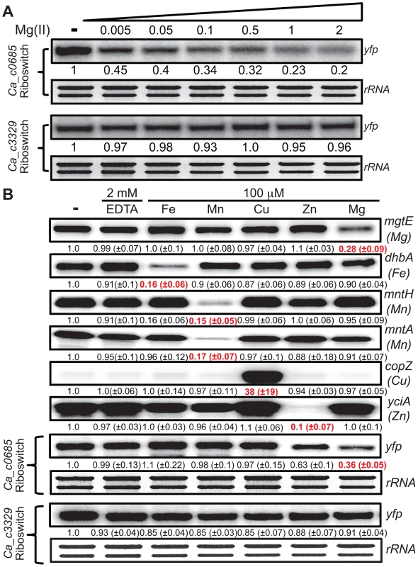 Metal specificity of <i>C. acetobutylicum</i> riboswitch-<i>yfp</i> reporter fusions.