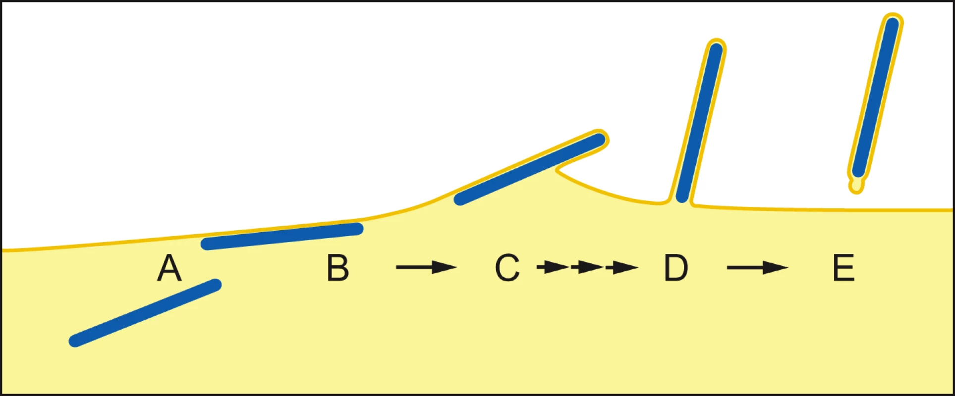 Steps of filamentous virus budding and release.