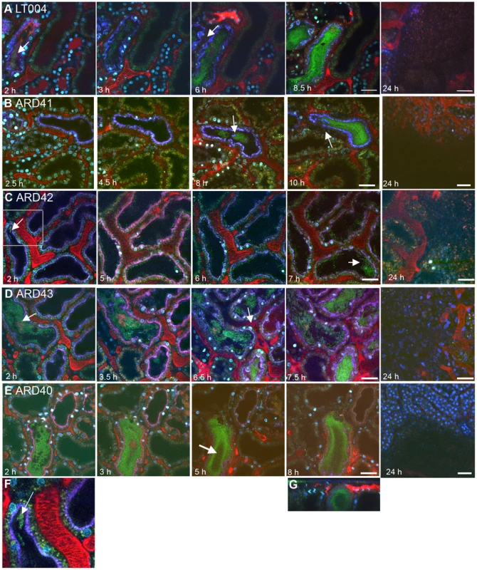 Progression of infection in live animals.