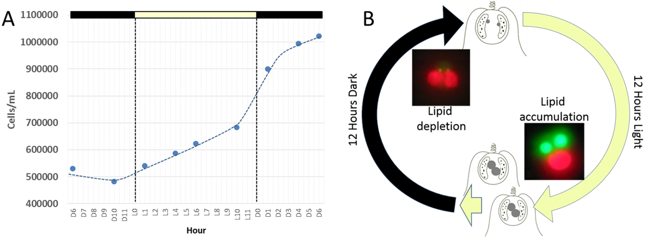 <i>Chrysochromulina tobin</i> displays photoperiod controlled cell division and lipid metabolism.