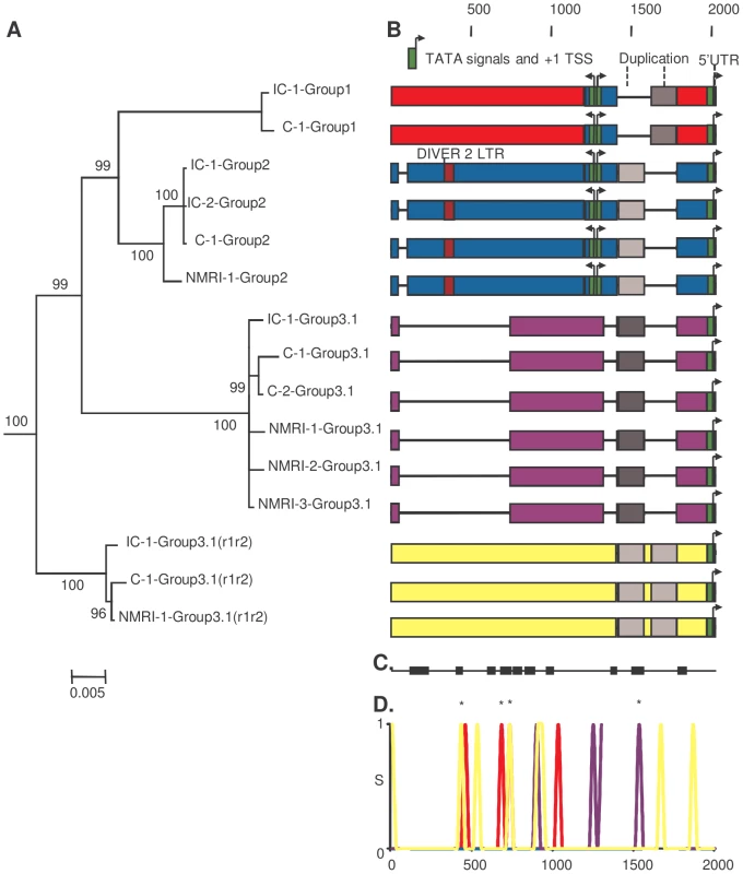 Paralogous and orthologous relationships among <i>Sm</i>PoMuc promoters between <i>S.</i> <i>mansoni</i> IC and C strains.