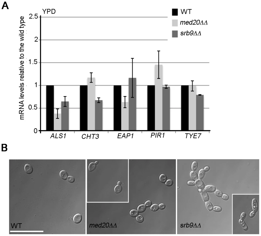 Regulation of adhesins and Ace2-dependent genes by <i>MED20</i> and <i>SRB9/MED13</i> in <i>C. albicans</i>.