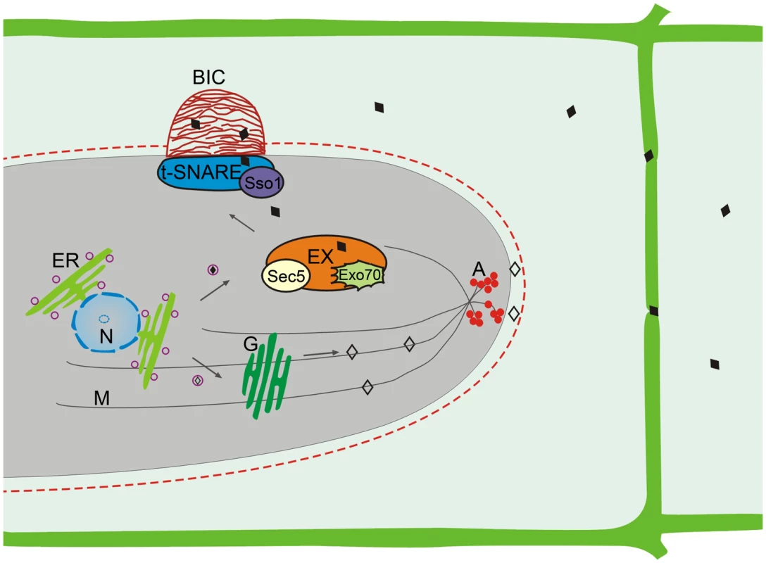 Two effector secretion mechanisms identified in <i>M. oryzae</i>.
