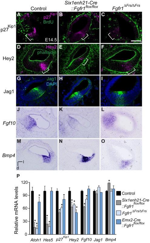 FGFR1-Frs2/3 pathway is required for the specification of prosensory domain.