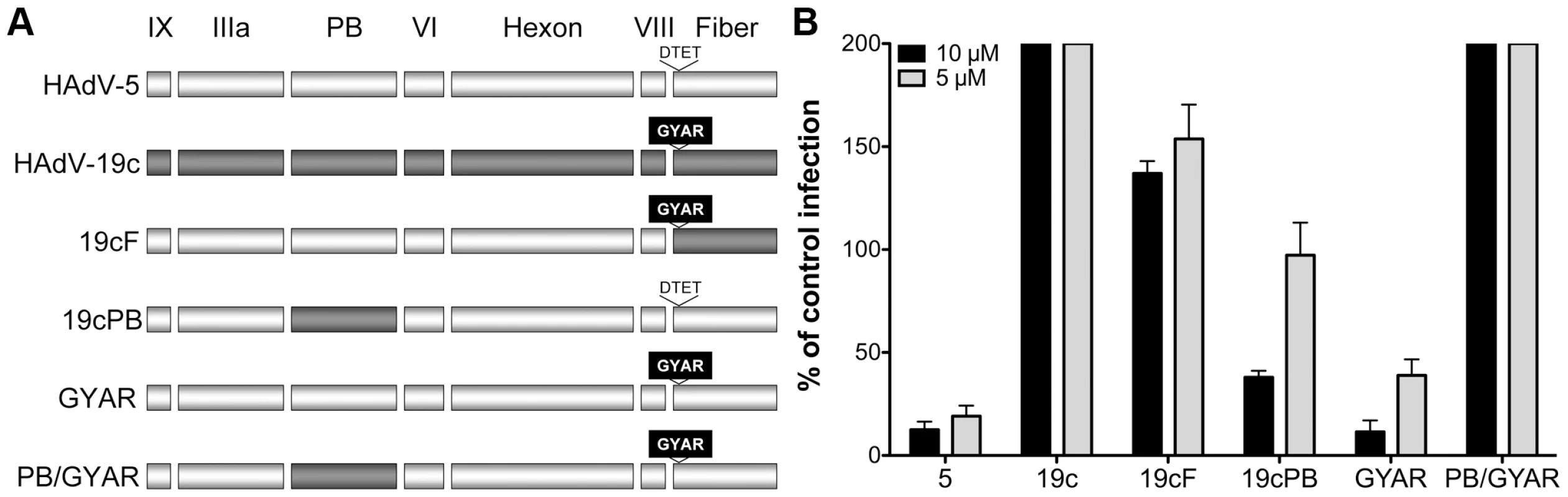 Neutralization determinants are located in fiber and penton base.