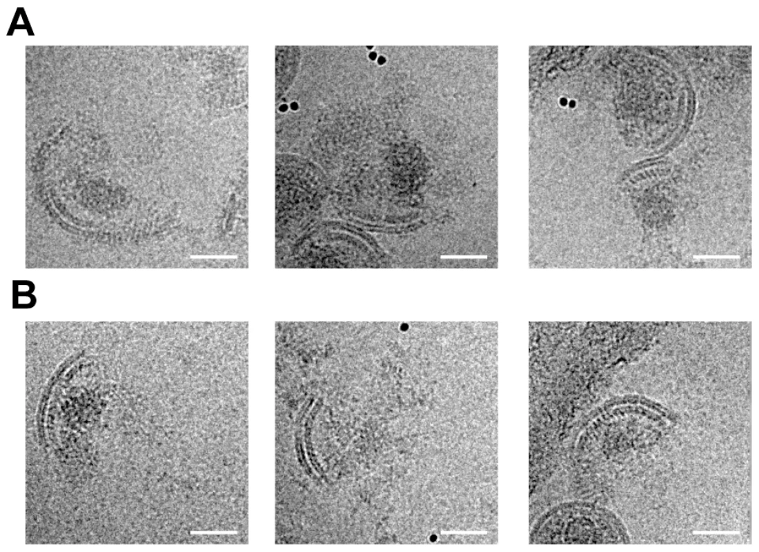 Analysis of disrupted virus particles.