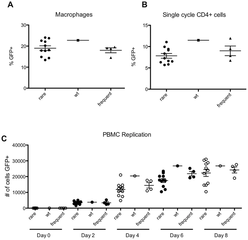 ‘Rare but fit’ mutants behave indistinguishably from frequently occurring mutants in primary cells.