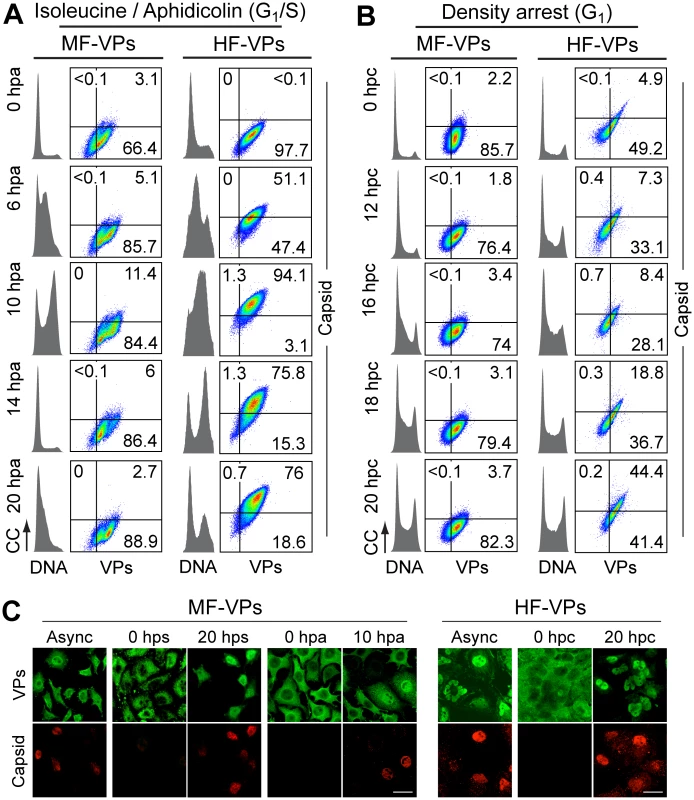 Cell cycle dependence of MVM assembly.