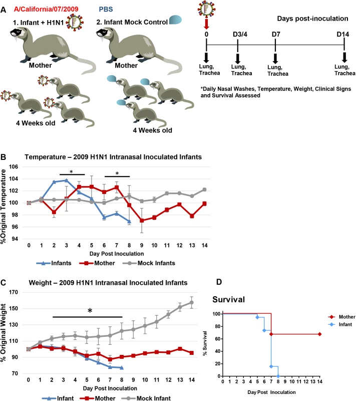 Intranasal 2009 H1N1 infection in infant ferrets leads to severe disease and mortality in both mother and infant ferrets.