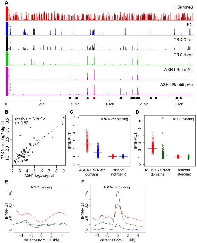 ASH1/TRX N-ter domains.