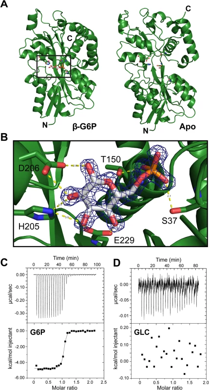 AfuA is a sugar-phosphate specific periplasmic binding protein.