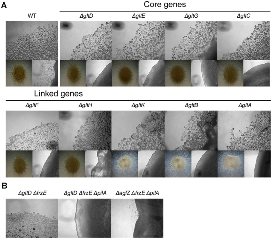 Group B genes encode structural components of the motility machinery.
