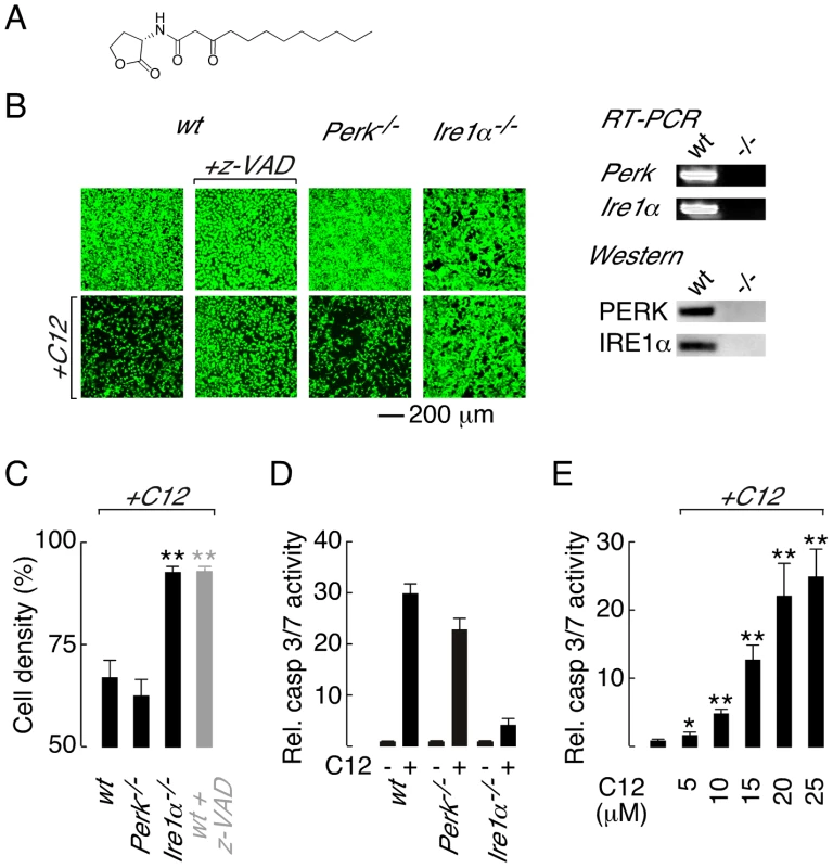 Deletion of <i>Ire1α</i> prevents C12 cytotoxicity.
