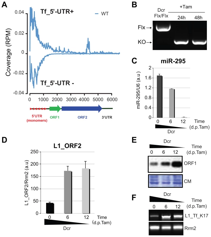 L1 elements are up-regulated in <i>Dcr<sup>−/−</sup></i> mESCs.