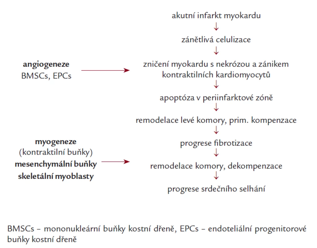Hypotéza výběru kmenových buněk vzhledem k jejich diferenciační schopnosti. Upraveno podle [24,25].
