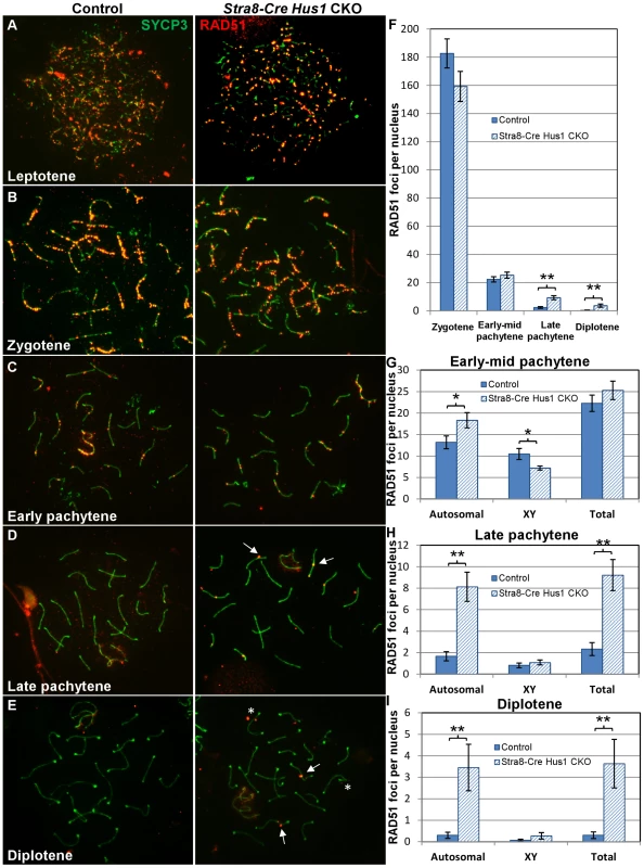 RAD51 foci persist in late pachytene and diplotene spermatocytes in the absence of <i>Hus1</i>.