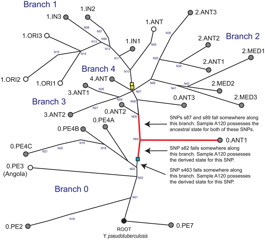 Global phylogeny for <i>Y.</i> <i>pestis</i>.