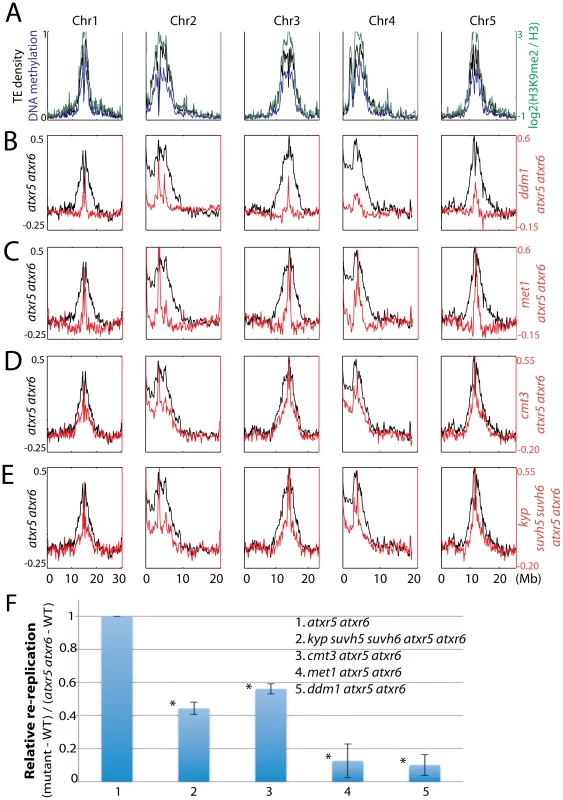 Relationship between ATXR5/6 and DNA methylation in regulating DNA replication in heterochromatin.