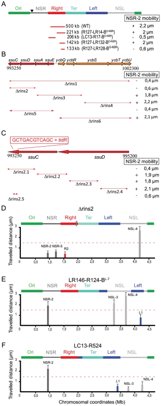 Identification of insulation determinants <i>tid</i>R and <i>tid</i>L.