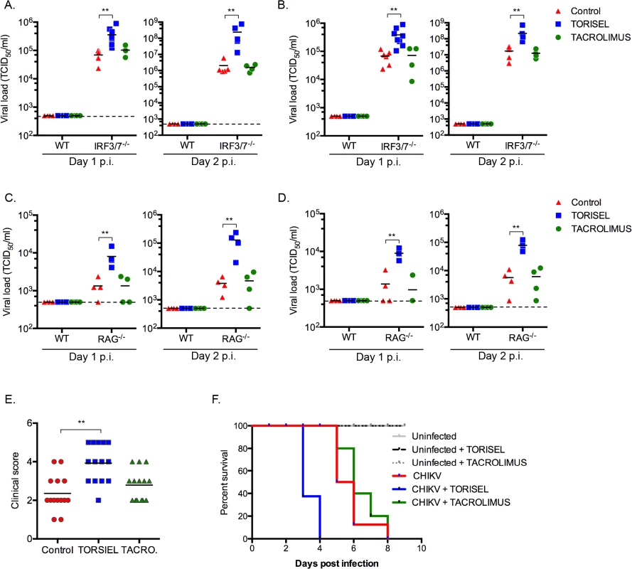 TORISEL favors CHIKV replication in infected tissues and enhances sensitivity of mice to infection.