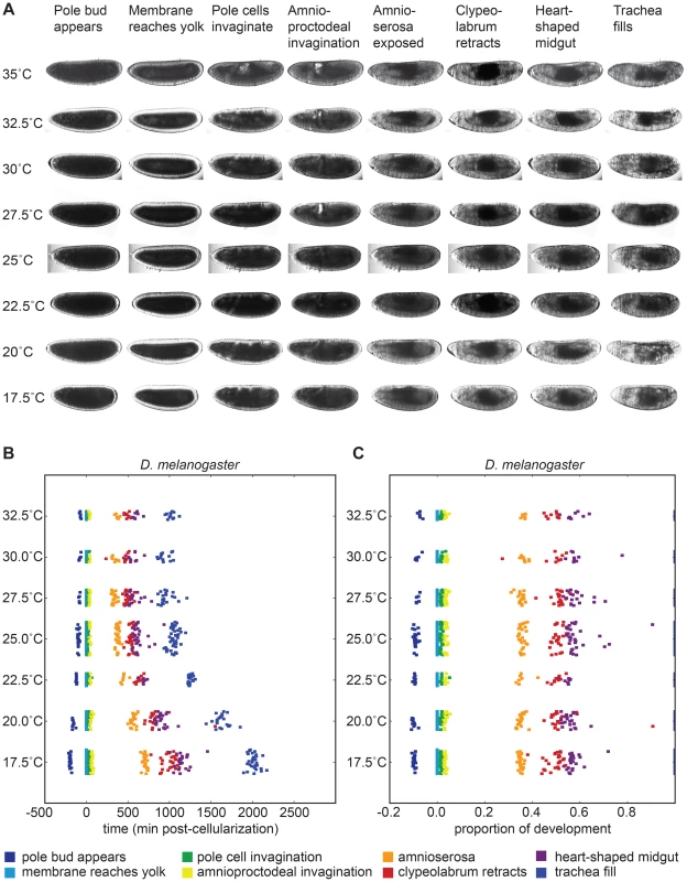 Developmental time of <i>D. melanogaster</i> varies with temperature.