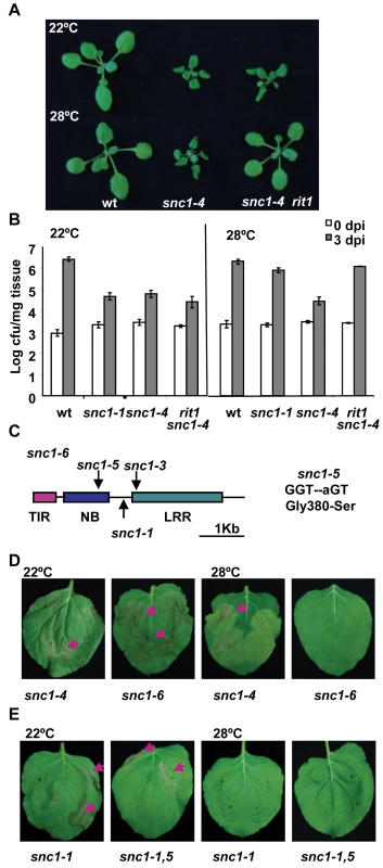 The <i>snc1-5</i> mutation reverts the heat-stable resistance of <i>snc1-4</i>.