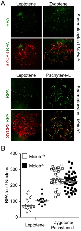 <i>Meiob</i> is not necessary for normal RPA foci number.