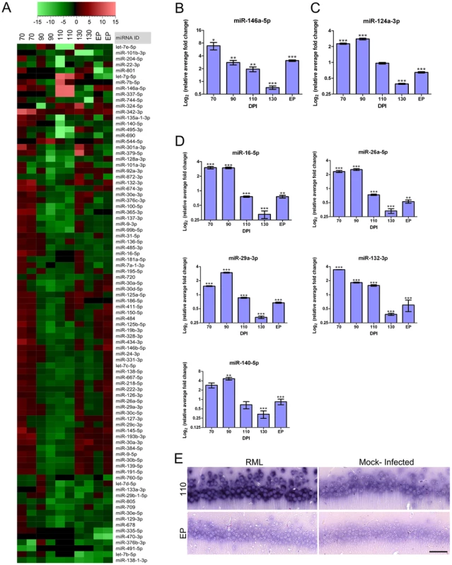 Global miRNA expression profile identified throughout prion infection further highlights a temporal dynamic in disease.