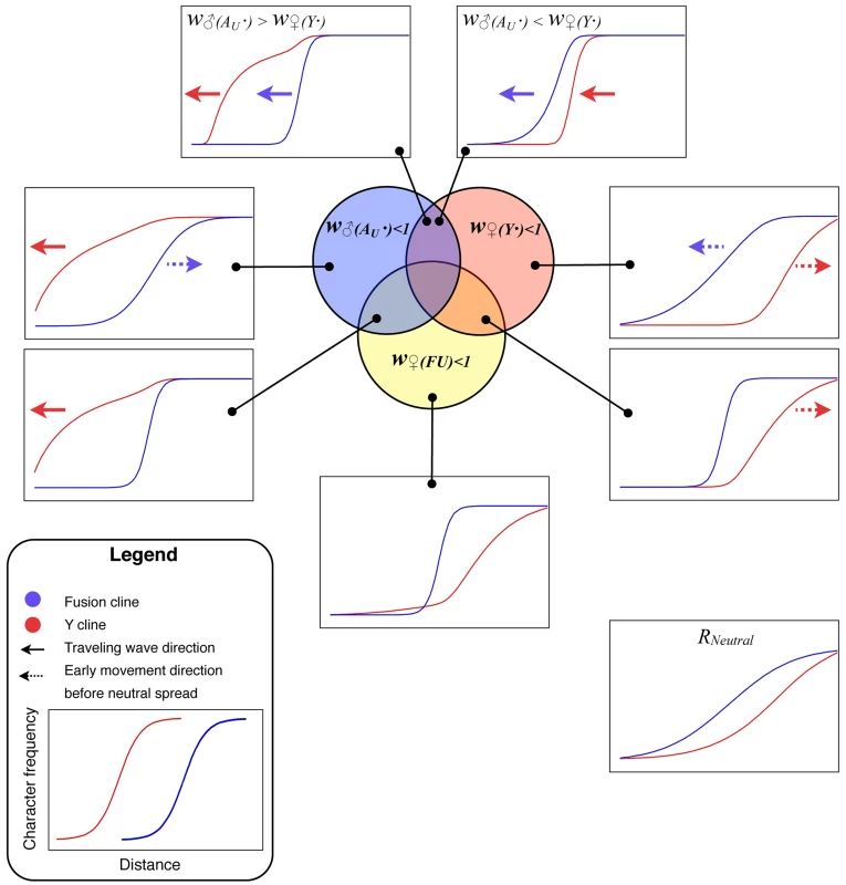 Summary of the simulation results for the Y and fusion clines.